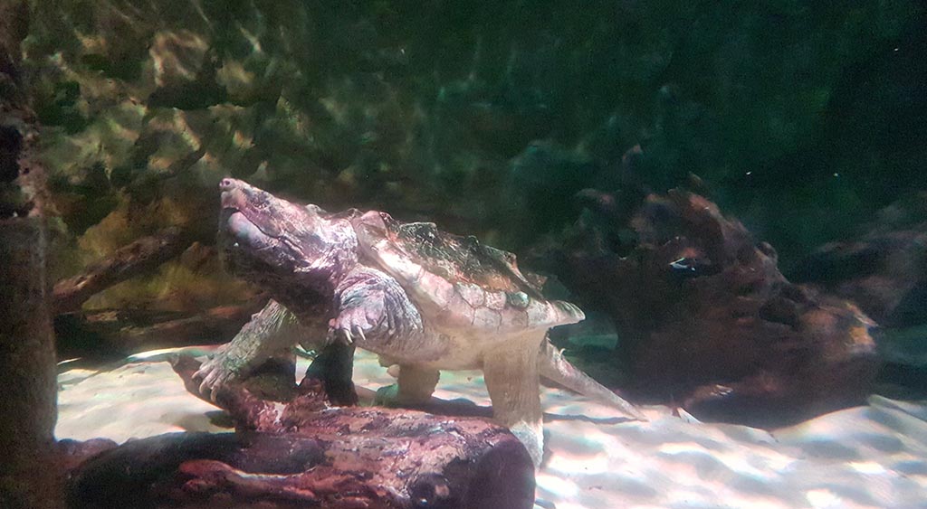 Alligator Snapping Turtle at Deep Sea World North Queensferry