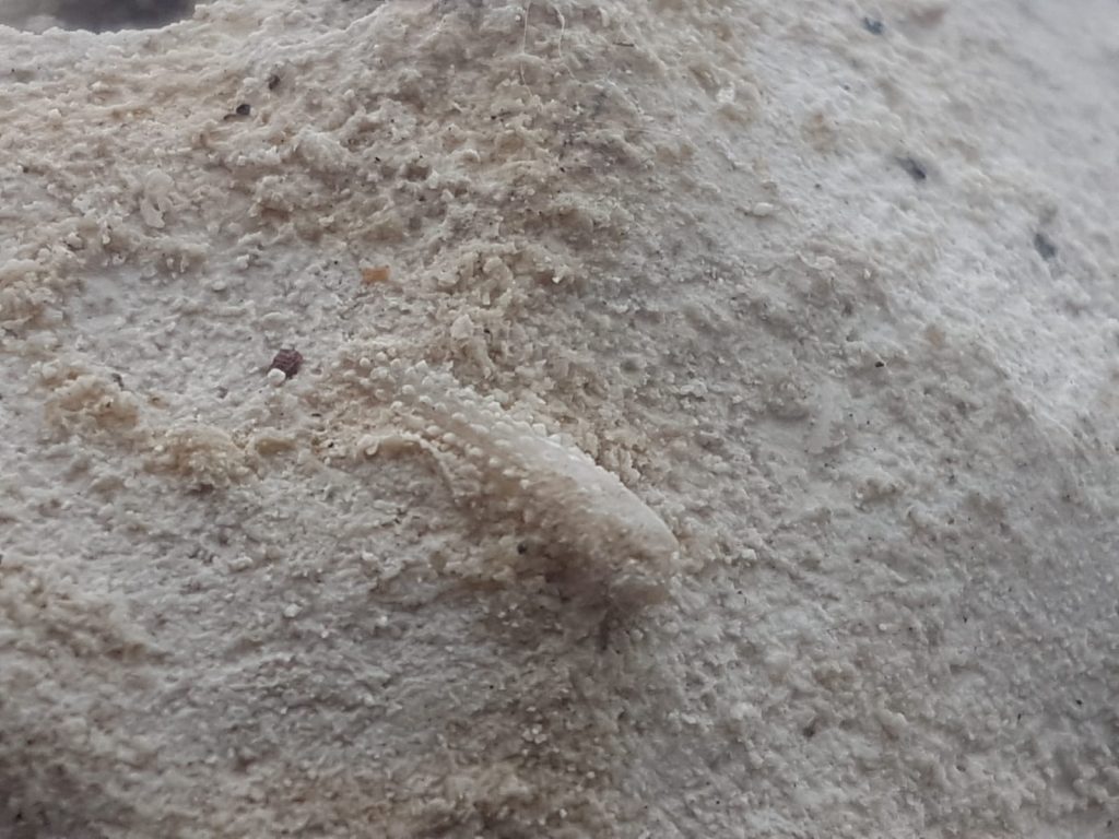 A section of a coral fossil