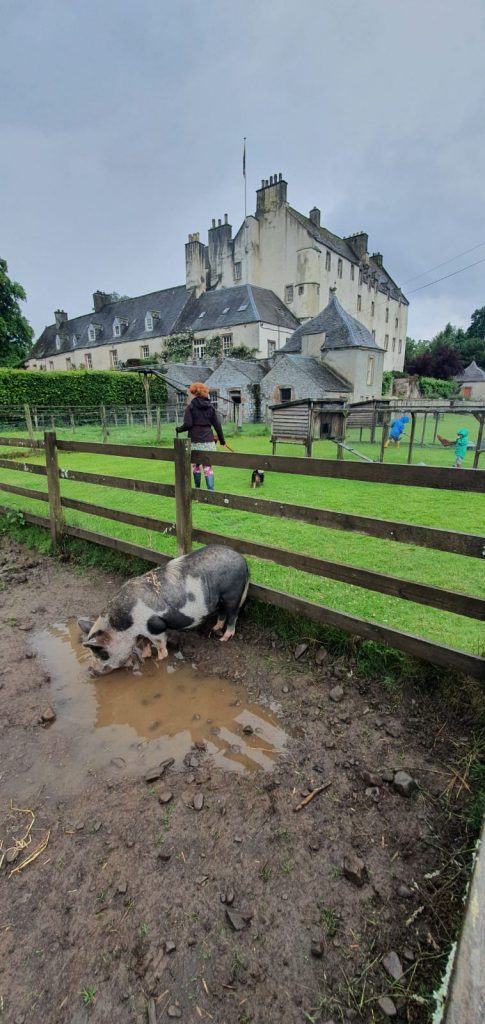 A pig at the back of Traquair House