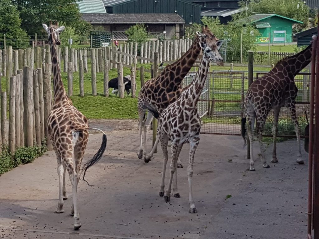 stunning giraffes at Blair Drummond