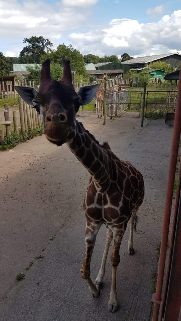 lovely giraffe up close