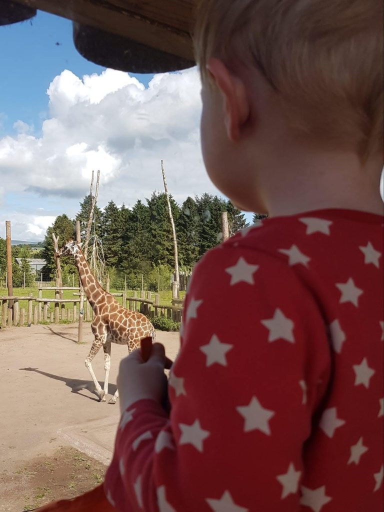 watching giraffes