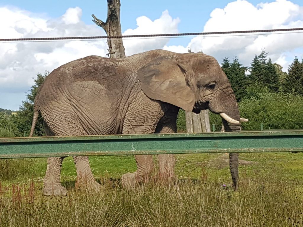 An elephant at Blair Drummond
