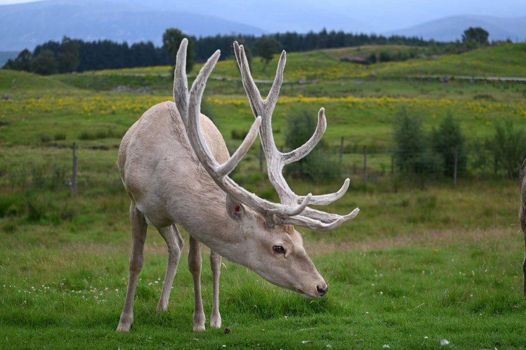 an animal with large antlers at the Highland Wildlife Park