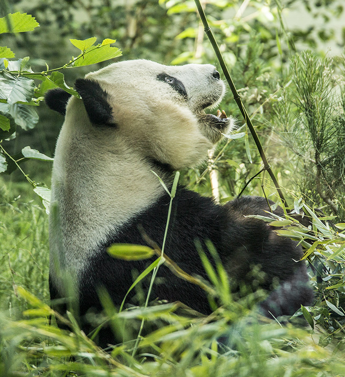 A giant panda at Edinburgh Zoo