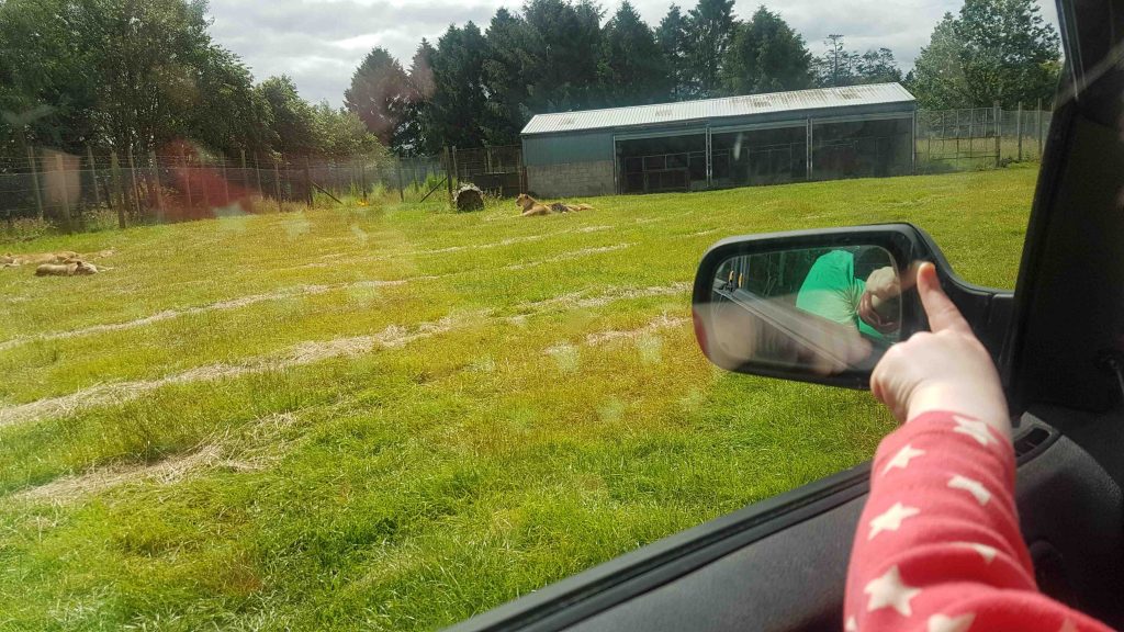 pointing at lions from inside the car at Blair Drummond