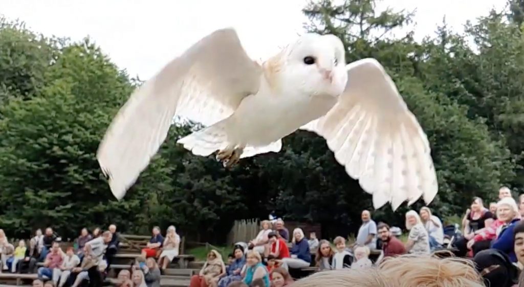 owl flying over a the heads of a crowd