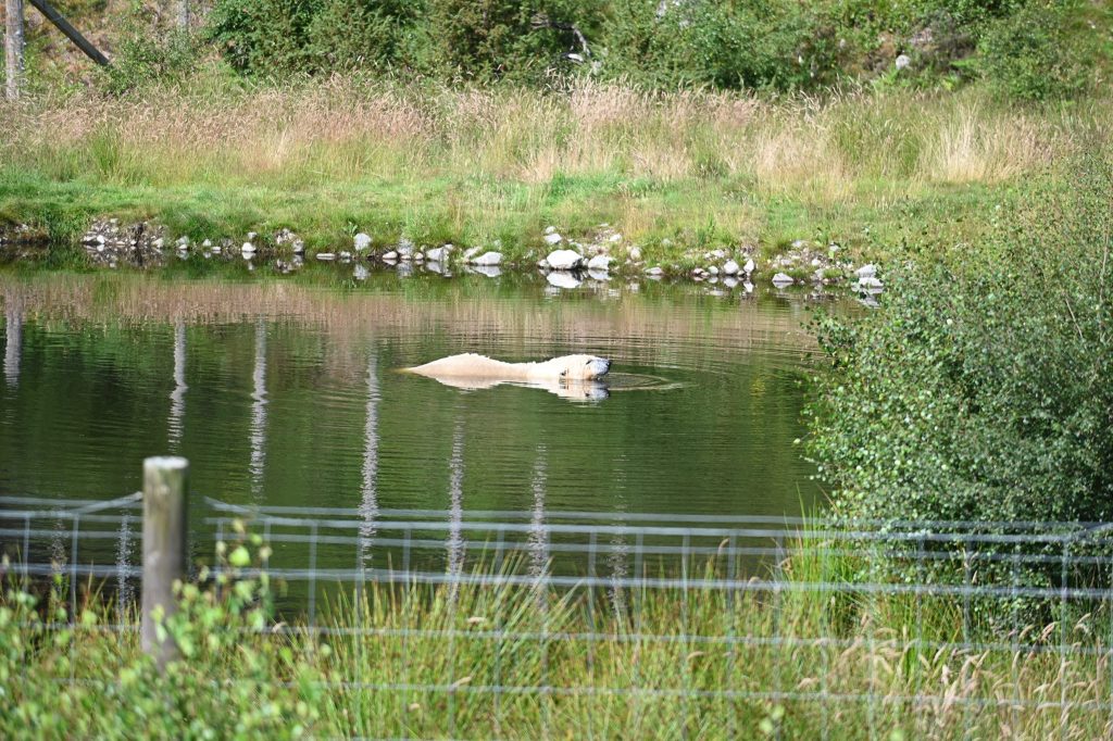 Polar bear having a swim