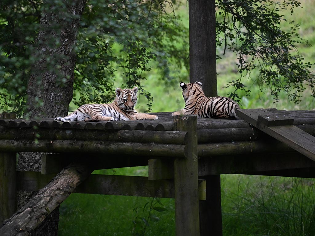 tiger cubs resting at the Highland Wildlife Park