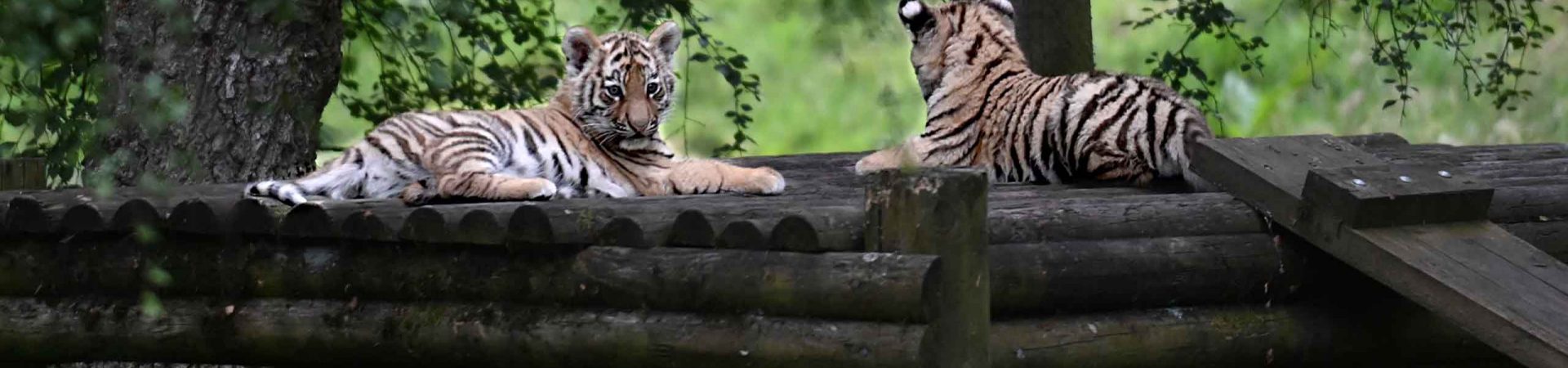 tiger cubs having a rest