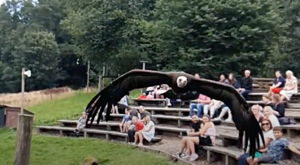 vulture flying over a the heads of a crowd