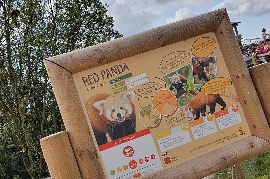 A Red Panda sign and animal in the tree at the Yorkshire Wildlife Park