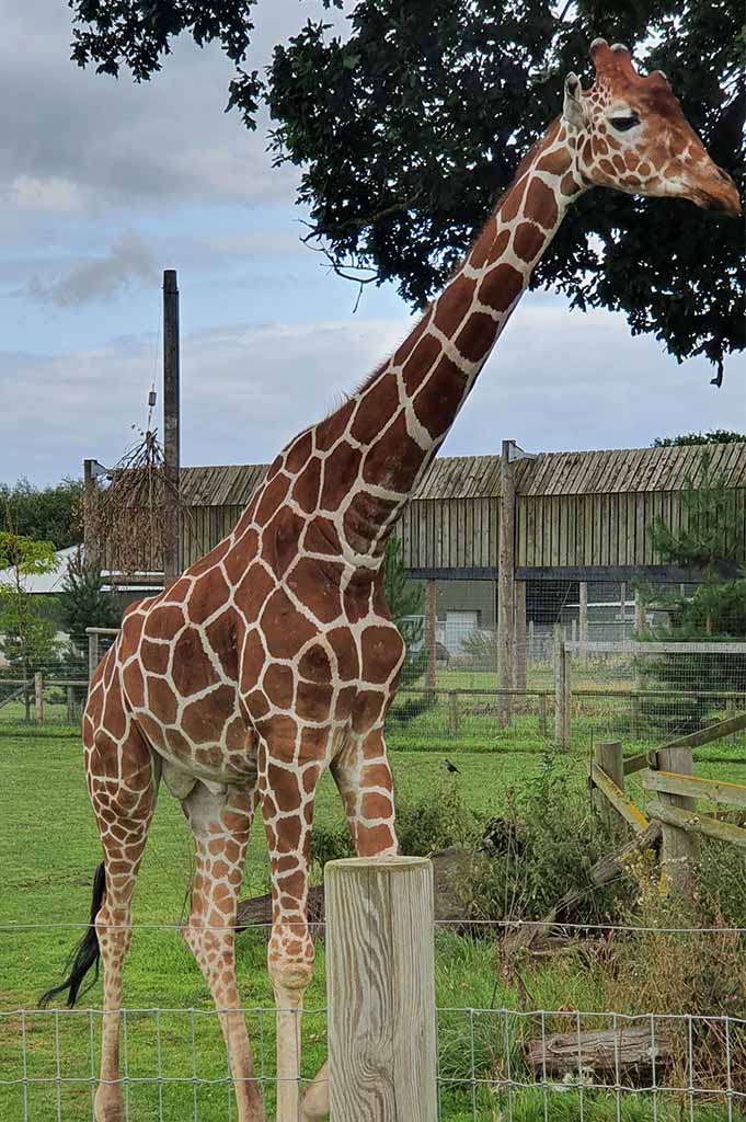 A Giraffe at the Yorkshire Wildlife Park